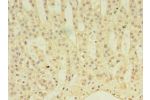 Immunohistochemistry of paraffin-embedded human adrenal gland tissue using CSB-PA001109LA01HU at dilution of 1:100
