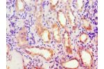 Immunohistochemistry of paraffin-embedded human kidney using CSB-PA001126ESR2HU at dilution 1:100