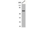 Western Blot analysis of COLO205 cells using CABC1 Polyclonal Antibody
