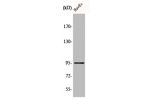 Western Blot analysis of HuvEc cells using Cadherin-26 Polyclonal Antibody