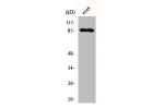 Western Blot analysis of A549 cells using Cadherin-7 Polyclonal Antibody