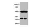 Western blot<br />All lanes : Human IgG antibody at 2ug/ml<br />
Lane 1 : Human IgG protein 70ng<br />
Lane 2 : Human IgG protein 50ng<br />
Secondary<br />
Goat polyclonal to Rabbit IgG at 1/50000 dilution