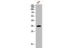 Western Blot analysis of 3T3 cells using Casein Kinase Ia Polyclonal Antibody