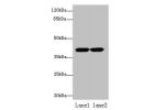 Western blot<br />
All lanes: ACTRT2 antibody at 6ug/ml<br />
Lane 1 : HepG-2 whole cell lysate<br />
Lane 2 : A431 whole cell lysate<br />
Secondary<br />
Goat polyclonal to Rabbit IgG at 1/10000 dilution<br />
Predicted band size: 42 kDa<br />
Observed 