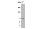 Western Blot analysis of COS7 cells using Catenin-