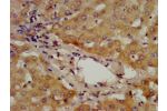 IHC image of CSB-PA001301LA01HU diluted at 1:400 and staining in paraffin-embedded human liver tissue performed on a Leica BondTM system. After dewaxing and hydration, antigen retrieval was mediated by high pressure in a citrate buffer (pH 6.0). Section w
