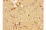 Immunohistochemistry of paraffin-embedded human brain tissue using CSB-PA001344LA01HU at dilution of 1:100