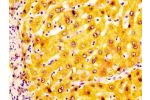 IHC image of CSB-PA001353LA01HU diluted at 1:200 and staining in paraffin-embedded human liver tissue performed on a Leica BondTM system. After dewaxing and hydration, antigen retrieval was mediated by high pressure in a citrate buffer (pH 6.0). Section w