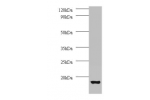 All lanes:V-type proton ATPase subunit G 1 antibody at 2ug/ml+ 293T whole cell lysate<br />
Secondary<br />
Goat polyclonal to Rabbit IgG at 1/15000 dilution<br />
Predicted band size: 13 kDa<br />
Observed band size: 13kDa<br />