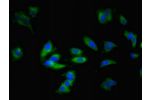 Immunofluorescent analysis of Hela cells using CSB-PA001375EA01HU at a dilution of 1:100 and Alexa Fluor 488-congugated AffiniPure Goat Anti-Rabbit IgG(H+L)