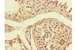 Immunohistochemistry of paraffin-embedded human testis tissue using CSB-PA001376LA01HU at dilution of 1:100