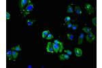 Immunofluorescent analysis of MCF-7 cells using CSB-PA001393LA01HU at a dilution of 1:100 and Alexa Fluor 488-congugated AffiniPure Goat Anti-Rabbit IgG(H+L)