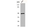 Western Blot analysis of K562 cells using CCK-BR Polyclonal Antibody