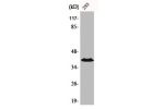 Western Blot analysis of 293 cells using CCRL1 Polyclonal Antibody