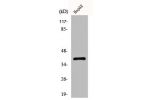 Western Blot analysis of HepG2 cells using CCRL1 Polyclonal Antibody