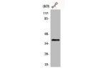 Western Blot analysis of HepG2 cells using CCRL2 Polyclonal Antibody