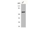 Western Blot analysis of COS7 cells using CD19 Polyclonal Antibody