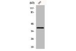 Western Blot analysis of K562 cells using CD298 Polyclonal Antibody
