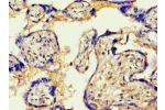 Immunohistochemistry of paraffin-embedded human placenta using CSB-PA001444ESR1HU at dilution 1:100