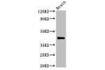 Western Blot<br />
Positive WB detected in:Mouse brain tissue<br />
All lanes:AGPAT5 antibody at 3.4