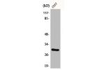 Western Blot analysis of COS7 cells using CD40 Polyclonal Antibody