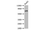 Western Blot<br />
Positive WB detected in:HepG2 whole cell lysate<br />
All lanes:AGPS antibody at 2.7