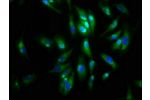 Immunofluorescence staining of Hela cells with CSB-PA001461LA01HU at 1:133,counter-stained with DAPI. The cells were fixed in 4% formaldehyde, permeabilized using 0.2% Triton X-100 and blocked in 10% normal Goat Serum. The cells were then incubated with t