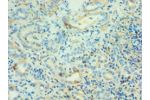 Immunohistochemistry of paraffin-embedded human kidney using CSB-PA001463ESR1HU at dilution 1:100