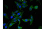 Immunofluorescent analysis of Hela cells using CSB-PA001482LA01HU at a dilution of 1:100 and Alexa Fluor 488-congugated AffiniPure Goat Anti-Rabbit IgG(H+L)