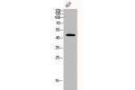 Western Blot analysis of 823 cells using CD95 Polyclonal Antibody