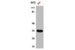 Western Blot analysis of 293 cells using Cdc2 Polyclonal Antibody