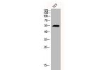 Western Blot analysis of 3T3 cells using Cdc20 Polyclonal Antibody