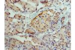 Immunohistochemistry of paraffin-embedded CSB-PA001502HA01HU using human pancreatic tissue at dilution 1:100