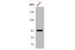 Western Blot analysis of COLO205 cells using Cdc27 Polyclonal Antibody