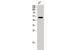 Western Blot analysis of 3T3 cells using Cdc37 Polyclonal Antibody