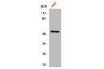 Western Blot analysis of MCF7 cells using Cdc37 Polyclonal Antibody