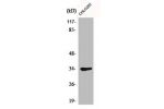 Western Blot analysis of Jurkat cells using Cdk1/Cdc2 Polyclonal Antibody