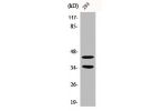 Western Blot analysis of 293 cells using Cdk10 Polyclonal Antibody