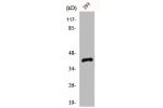 Western Blot analysis of 293 cells using Cdk7 Polyclonal Antibody