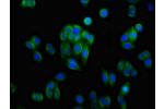 Immunofluorescence staining of HepG2 cells with CSB-PA001542LA01HU at 1:133, counter-stained with DAPI. The cells were fixed in 4% formaldehyde, permeabilized using 0.2% Triton X-100 and blocked in 10% normal Goat Serum. The cells were then incubated with