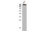 Western Blot analysis of 293T cells using CUX1 Polyclonal Antibody