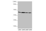 Western blot<br />
All lanes: AKR7A2 antibody at 0.88 ug/ml<br />
Lane 1 : Mouse small intestine tissue<br />
Lane 2 : Mouse liver tissue<br />
Lane 3 : Mouse gonadal tissue<br />
Lane 4 : A431 whole cell lysate<br />
Secondary<br />
Goat polyclonal to ra