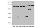 Western blot<br />
All lanes