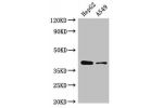 Western Blot<br />
Positive WB detected in:HepG2 whole cell lysate,A549 whole cell lysate<br />
All lanes:AMD1 antibody at 2.5