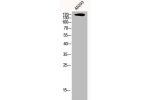 Western Blot analysis of AD293 cells using CEP170 Polyclonal Antibody