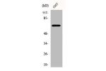 Western Blot analysis of COS7 cells using CEP70 Polyclonal Antibody