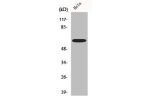 Western Blot analysis of HuvEc cells using Che-1 Polyclonal Antibody
