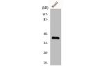 Western Blot analysis of A549 cells using ChoKB Polyclonal Antibody