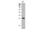 Western Blot analysis of VEC cells using CHOP Polyclonal Antibody