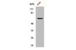 Western Blot analysis of A549 cells using Chr-A Polyclonal Antibody